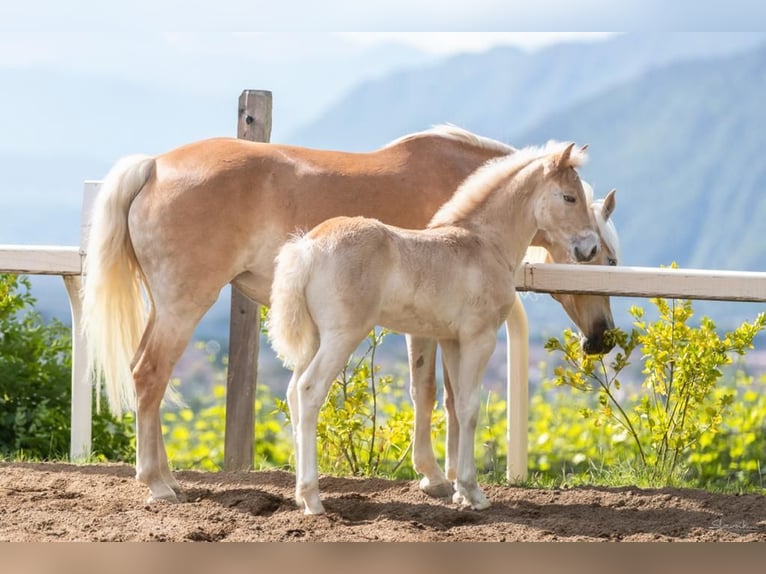 Haflinger Stallion 3 years 14,3 hh in Trebbin