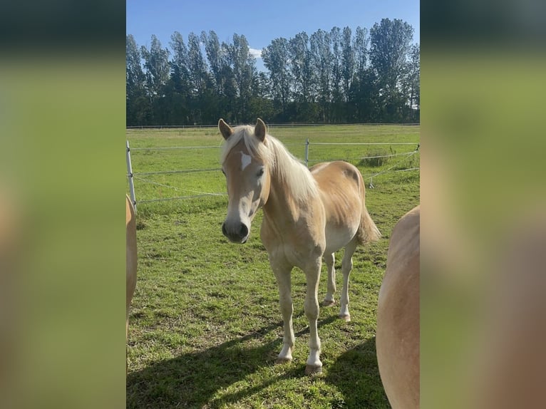 Haflinger Stallion 3 years 14,3 hh in Trebbin