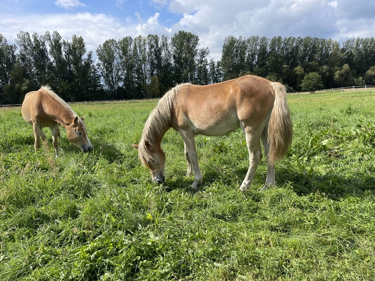 Haflinger Stallion 3 years 14,3 hh in Trebbin