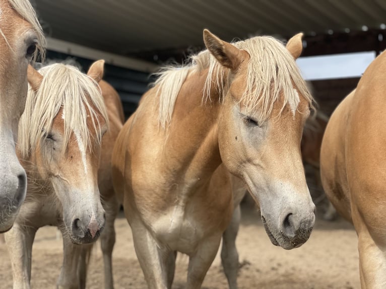 Haflinger Stallion 3 years 14,3 hh in Trebbin