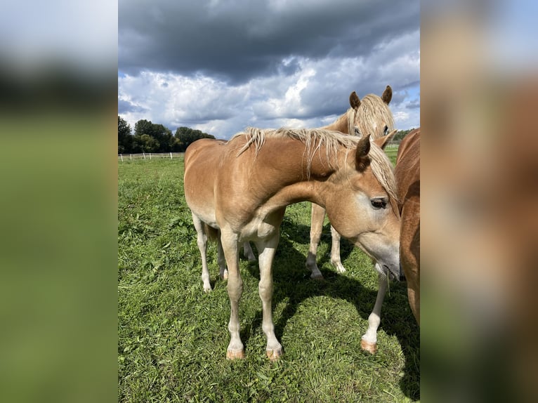 Haflinger Stallion 3 years 14,3 hh in Trebbin