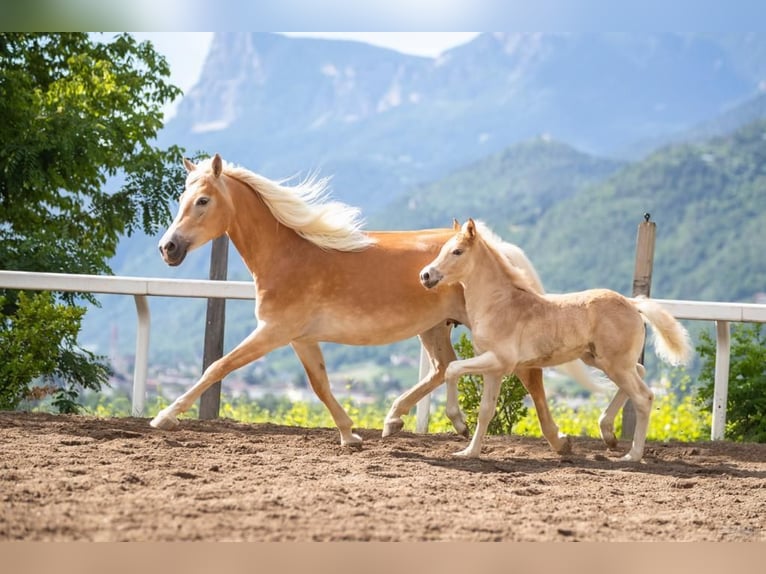 Haflinger Stallion 3 years 14,3 hh in Trebbin