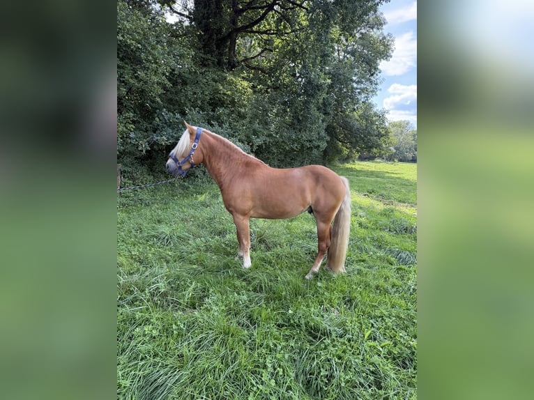 Haflinger Stallion 3 years 14.3 hh  in Fronreute