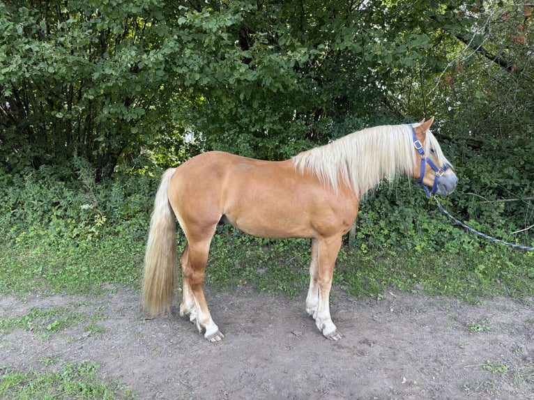 Haflinger Stallion 3 years 14.3 hh  in Fronreute