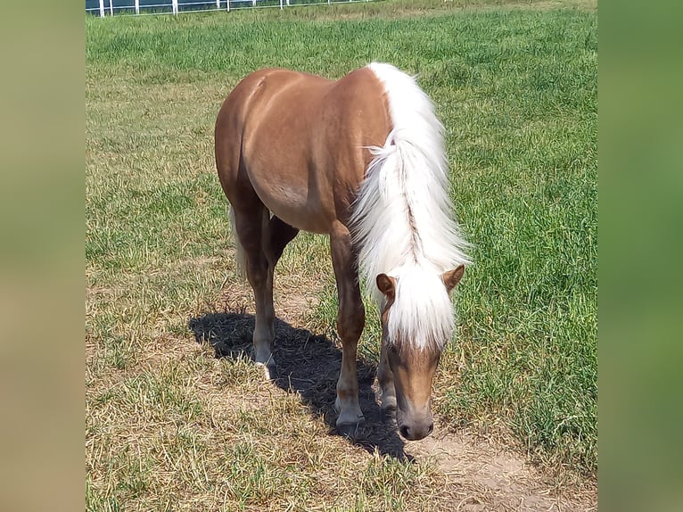 Haflinger Stallion 3 years 14,1 hh Chestnut in Opatowiec