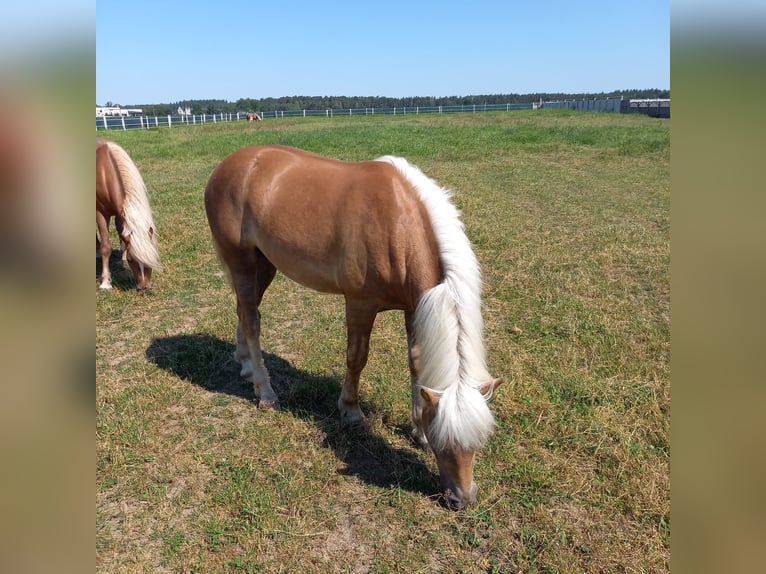 Haflinger Stallion 3 years 14,1 hh Chestnut in Opatowiec