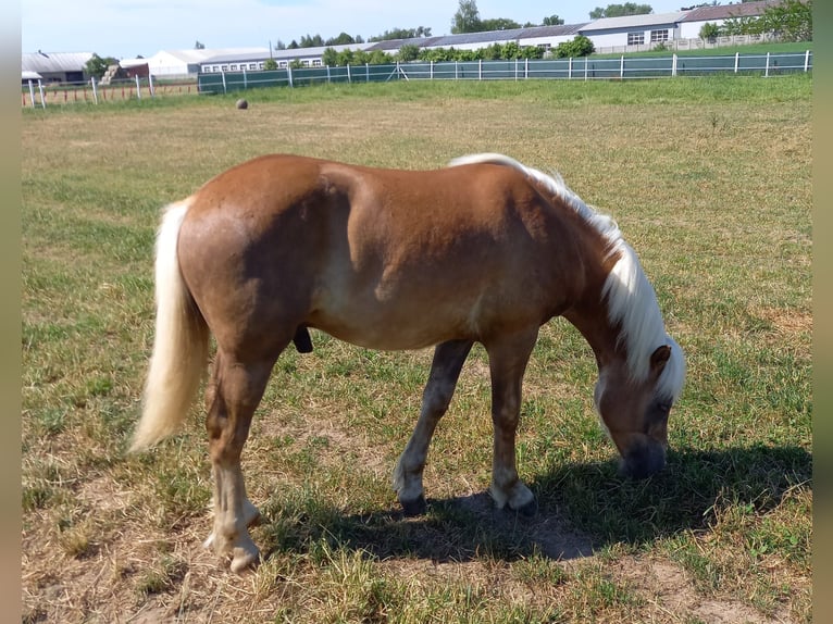 Haflinger Stallion 3 years 14,1 hh Chestnut in Opatowiec
