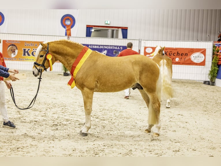 Haflinger Stallion 3 years 14,1 hh Chestnut-Red in Edewecht