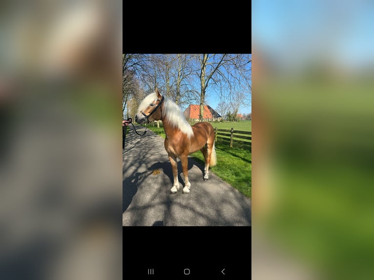 Haflinger Stallion 3 years 14,1 hh Chestnut-Red in Oudega