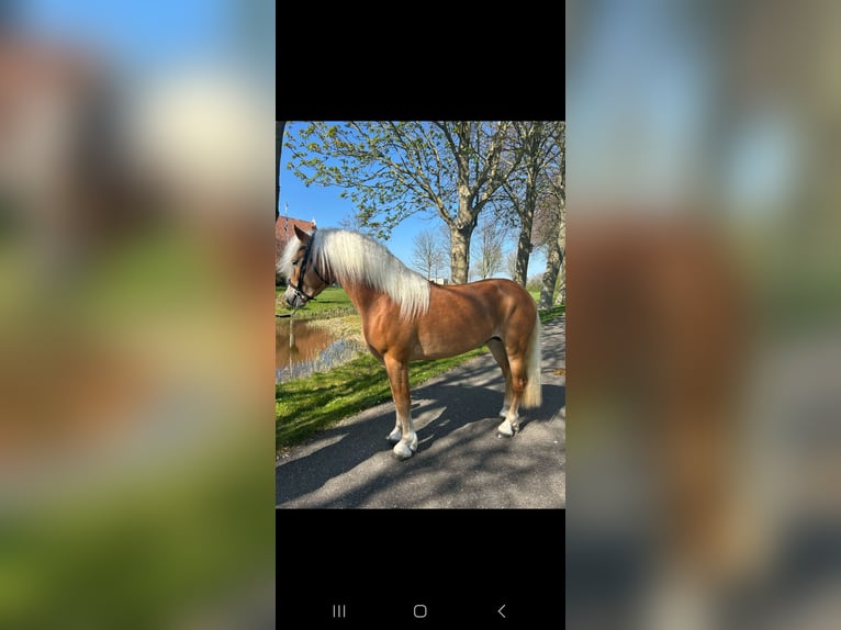 Haflinger Stallion 3 years 14,1 hh Chestnut-Red in Oudega