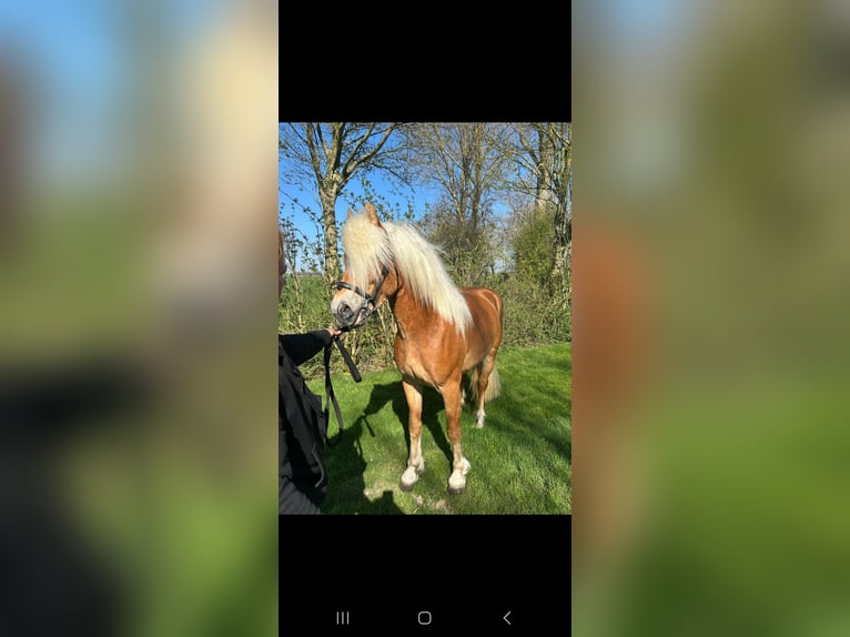 Haflinger Stallion 3 years 14,1 hh Chestnut-Red in Oudega