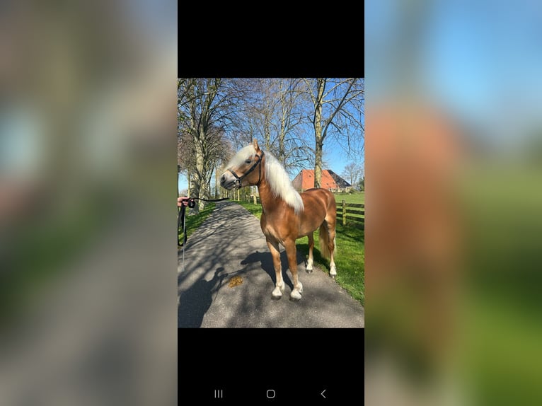 Haflinger Stallion 3 years 14,1 hh Chestnut-Red in Oudega