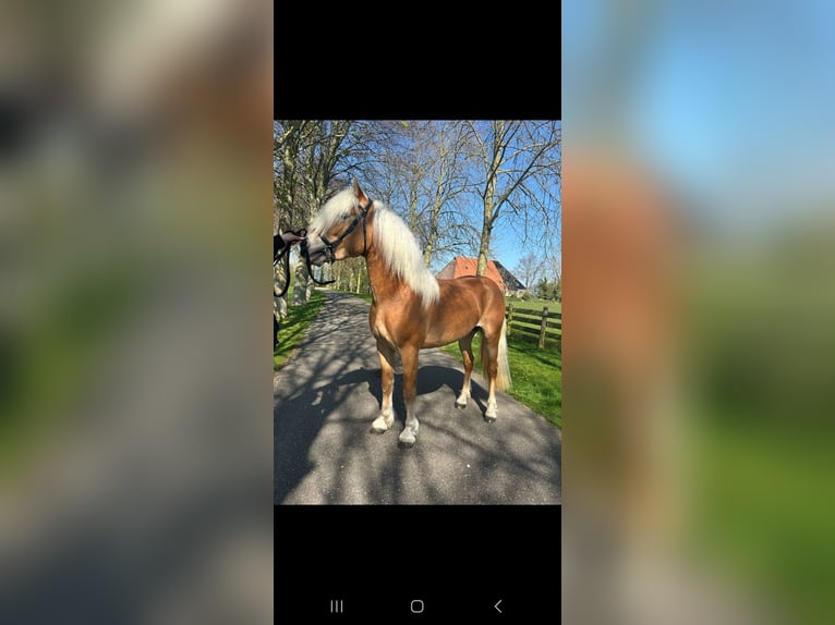 Haflinger Stallion 3 years 14,1 hh Chestnut-Red in Oudega