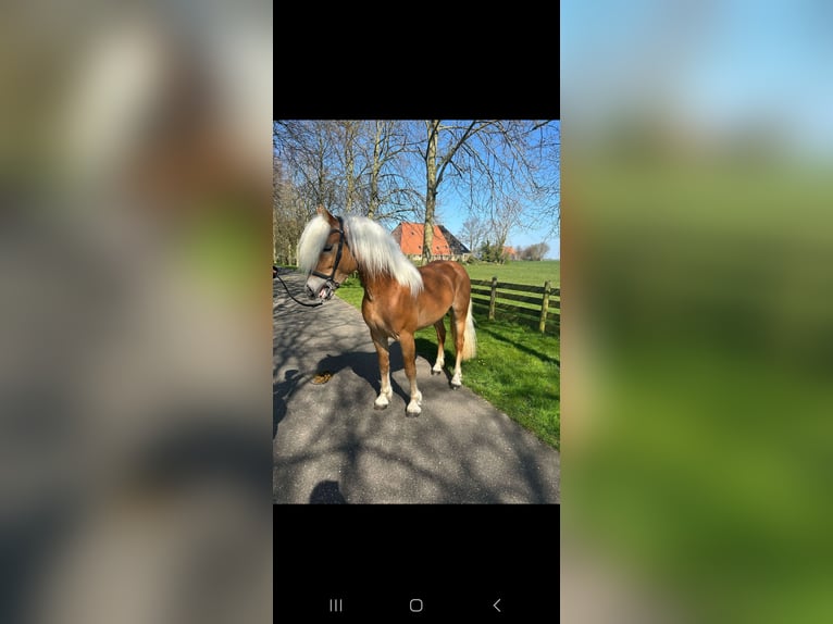 Haflinger Stallion 3 years 14,1 hh Chestnut-Red in Oudega