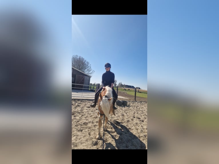 Haflinger Stallion 3 years 14,1 hh Chestnut-Red in Oudega