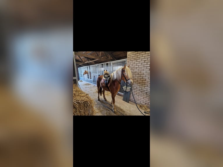 Haflinger Stallion 3 years 14,1 hh Chestnut-Red in Oudega