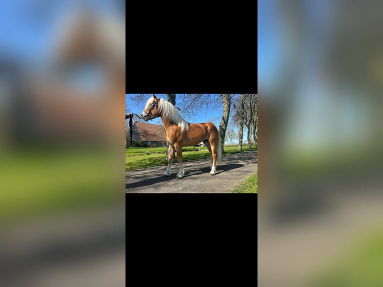 Haflinger Stallion 3 years 14,1 hh Chestnut-Red in Oudega