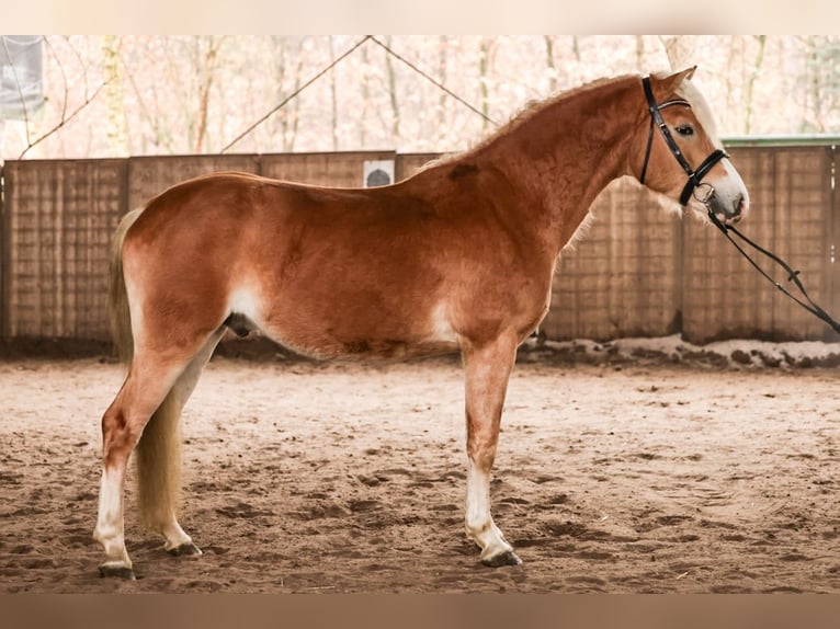 Haflinger Stallion 3 years 14,2 hh Chestnut-Red in Meinersen
