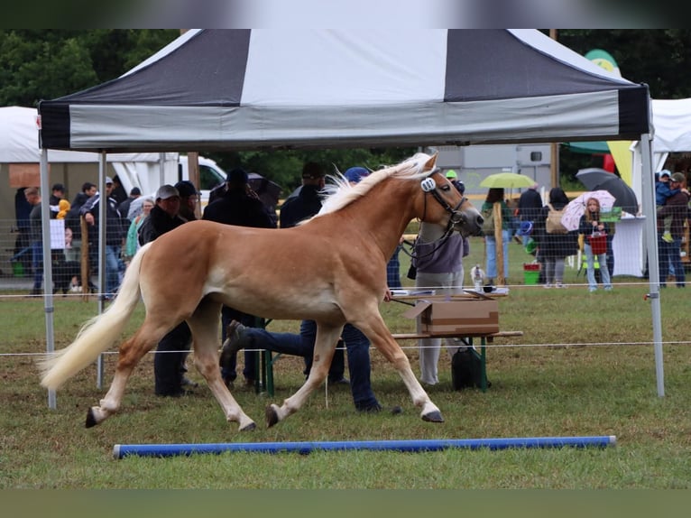 Haflinger Stallion 3 years 14,2 hh Chestnut-Red in Ettelbruck