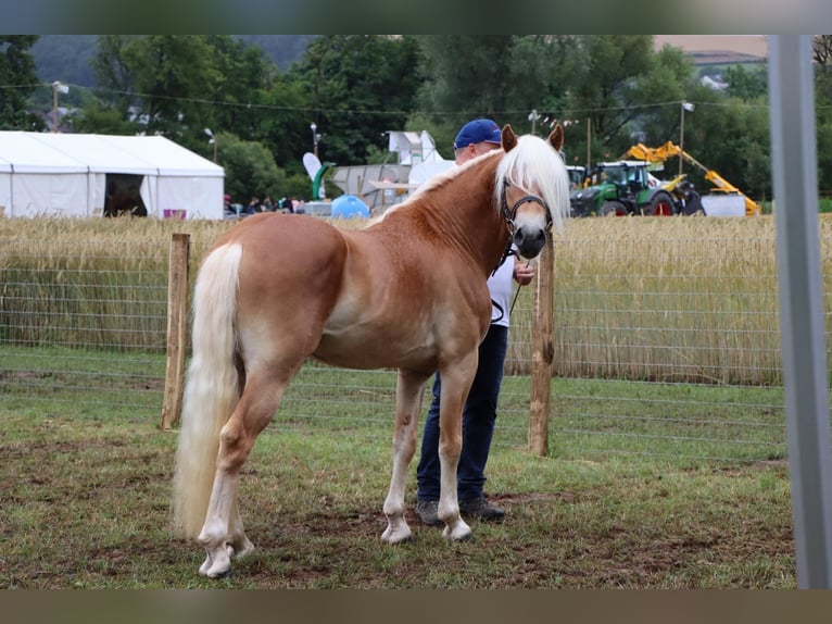 Haflinger Stallion 3 years 14,2 hh Chestnut-Red in Ettelbruck