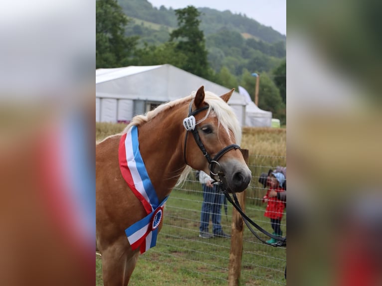 Haflinger Stallion 3 years 14,2 hh Chestnut-Red in Ettelbruck