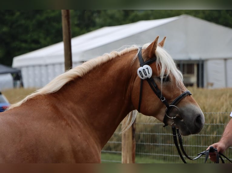 Haflinger Stallion 3 years 14,2 hh Chestnut-Red in Ettelbruck