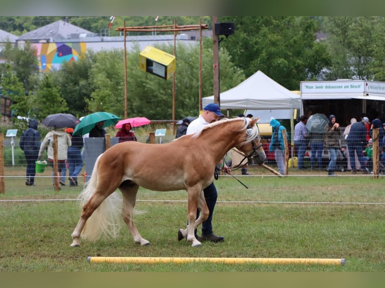 Haflinger Stallion 3 years 14,2 hh Chestnut-Red in Ettelbruck