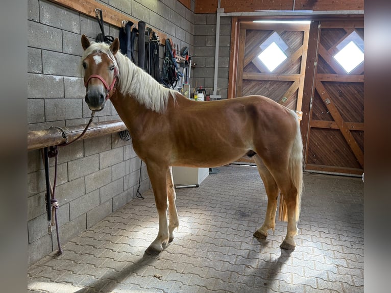 Haflinger Stallion 3 years 14,3 hh Chestnut-Red in Daleiden