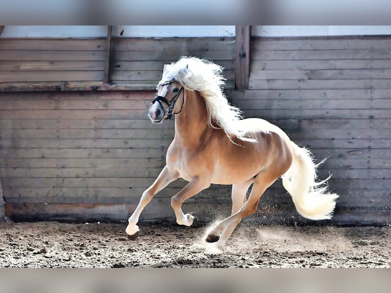 Haflinger Stallion 3 years 14,3 hh Chestnut-Red in Staufenberg