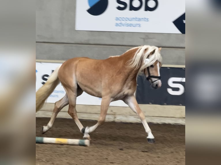 Haflinger Stallion 3 years 14,3 hh Chestnut-Red in Staufenberg