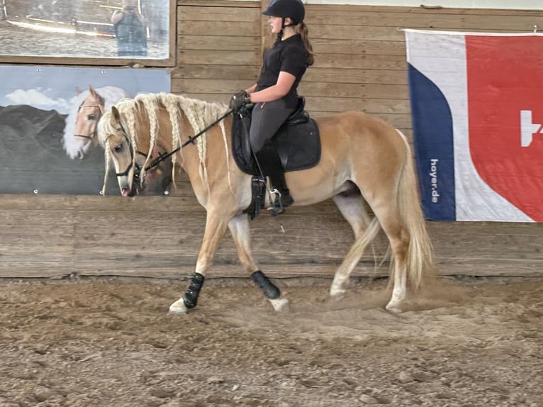 Haflinger Stallion 3 years 14,3 hh Chestnut-Red in Staufenberg
