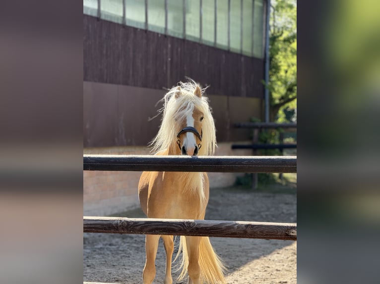 Haflinger Stallion 3 years 14,3 hh Chestnut-Red in Staufenberg