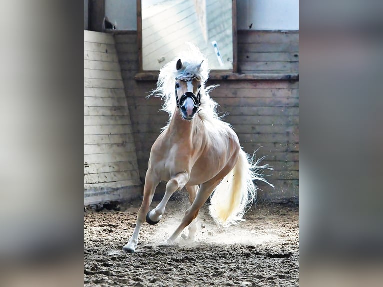 Haflinger Stallion 3 years 14,3 hh Chestnut-Red in Staufenberg
