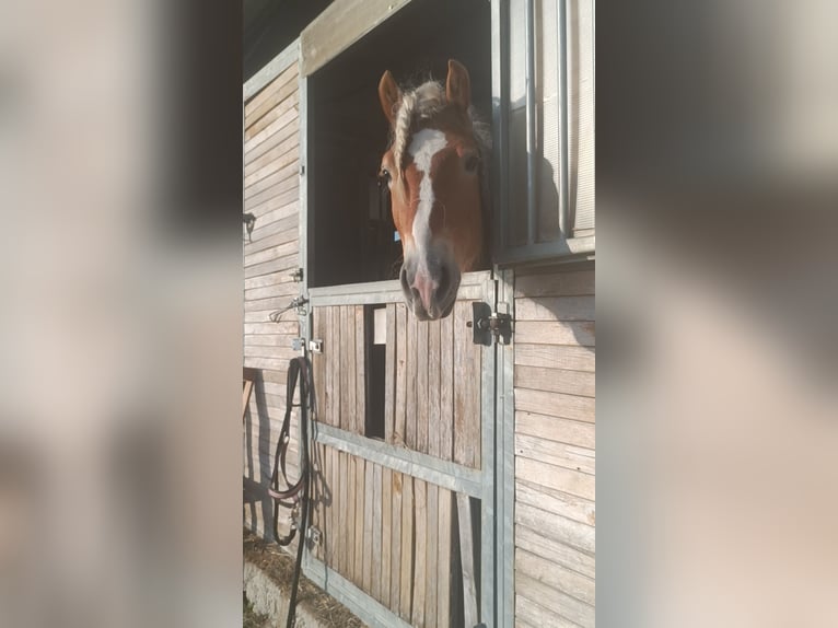 Haflinger Stallion 3 years 15,1 hh Chestnut-Red in Matzersdorf