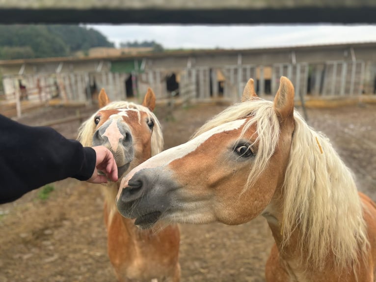 Haflinger Stallion 3 years 15,1 hh Chestnut-Red in Matzersdorf