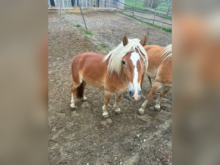 Haflinger Stallion 3 years 15,1 hh Chestnut-Red in Matzersdorf