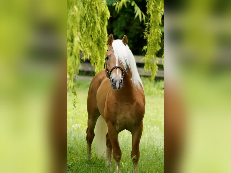 Haflinger Stallion 3 years 15.1 hh  in Eppan