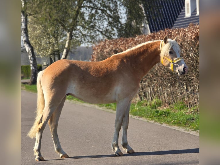 Haflinger Stallion 3 years 15.1 hh Palomino in Someren