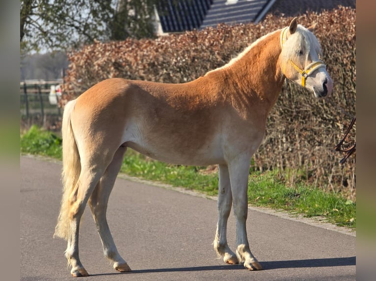 Haflinger Stallion 3 years 15.1 hh Palomino in Someren