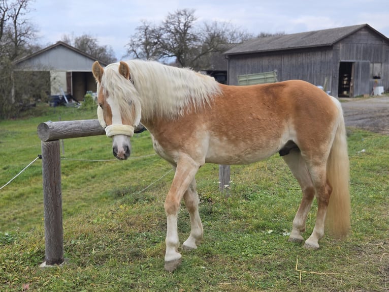 Haflinger Stallion 3 years 15 hh Chestnut-Red in Spratzern