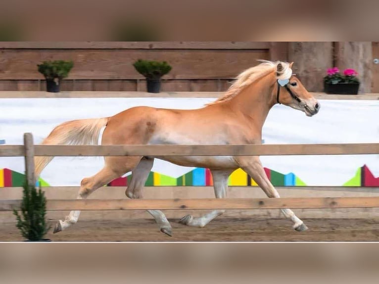 Haflinger Stallion 3 years 15 hh in Jenesien