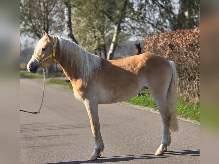 Haflinger Stallion 3 years 15,1 hh Palomino in Someren