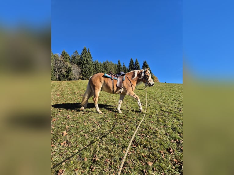 Haflinger Stallion 3 years Chestnut-Red in H&#xFC;ttau