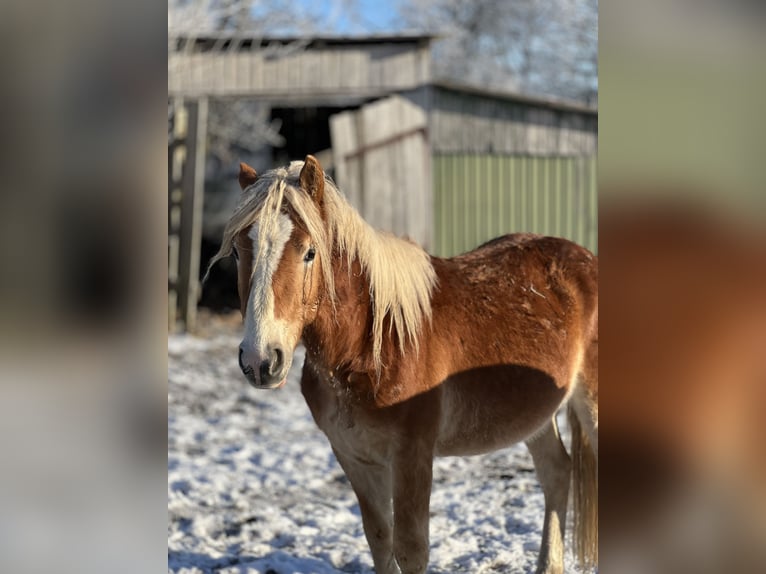Haflinger Stallion 3 years Chestnut-Red in Seedorf
