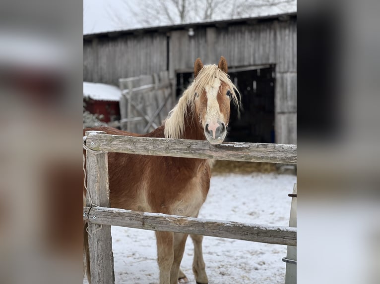 Haflinger Stallion 3 years Chestnut-Red in Seedorf