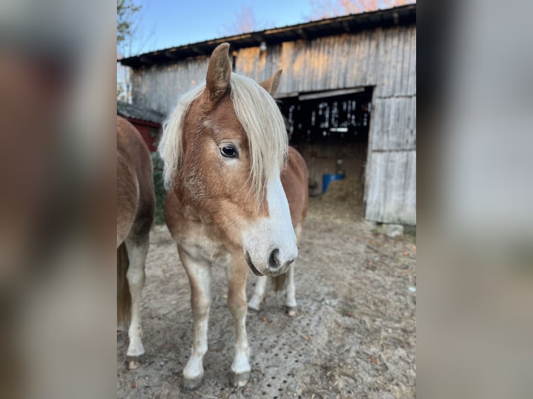 Haflinger Stallion 3 years Chestnut-Red in Seedorf