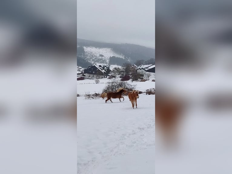 Haflinger Stallion 3 years in Winterberg
