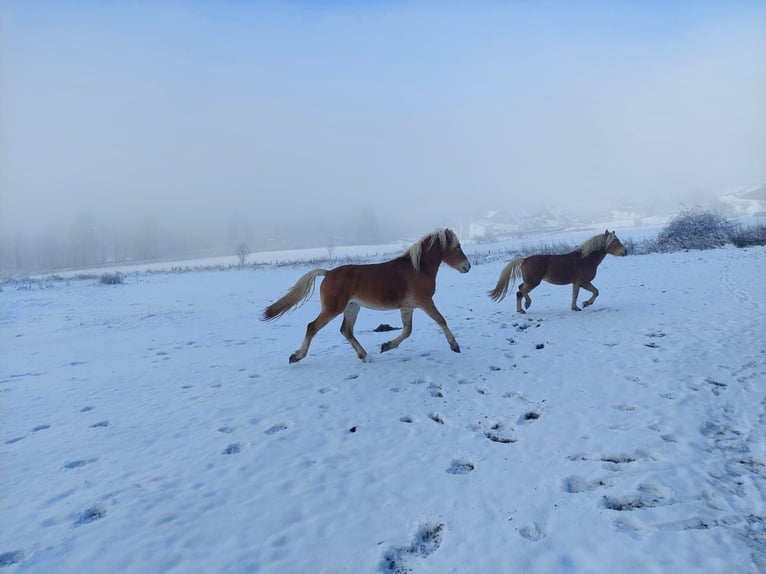 Haflinger Stallion 3 years in Winterberg