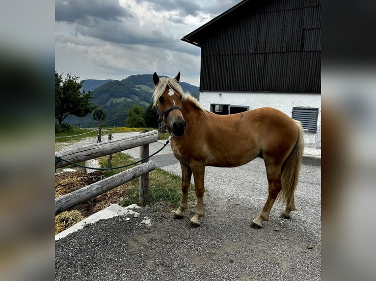 Haflinger Stallion 3 years in Randegg