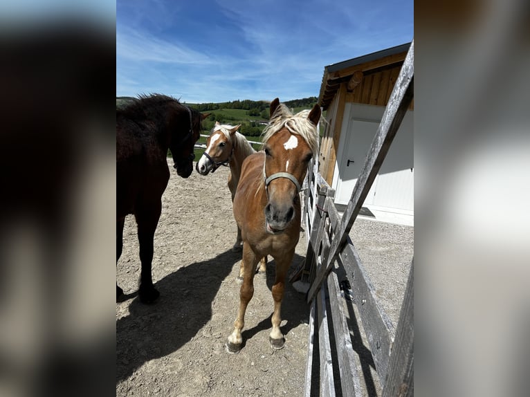 Haflinger Stallion 3 years in Randegg